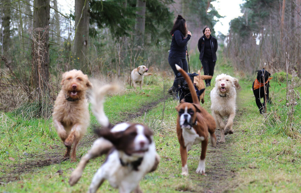 Boggs Dogs - walks